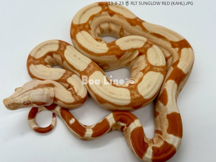 RLT SUNGLOW RED (KAHL)